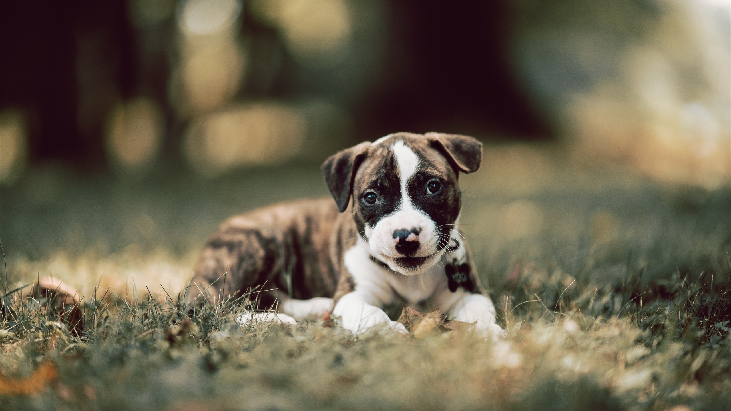 金年会真人-年度焦点之战之夜，英格拉姆高光表现燃爆赛场