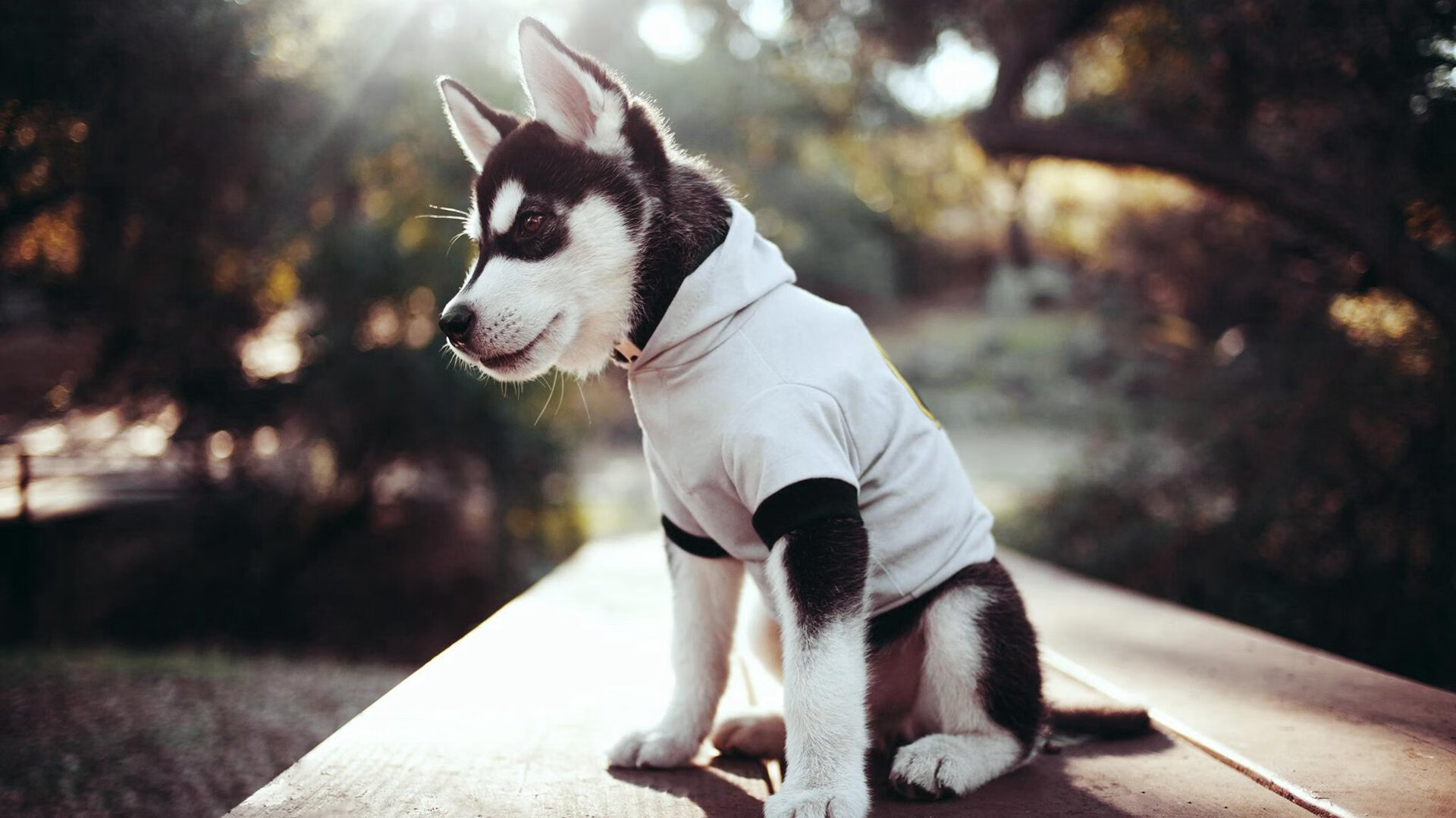 化茧成蝶，范弗利特用魔术终结山西，诠释控卫的终极进化