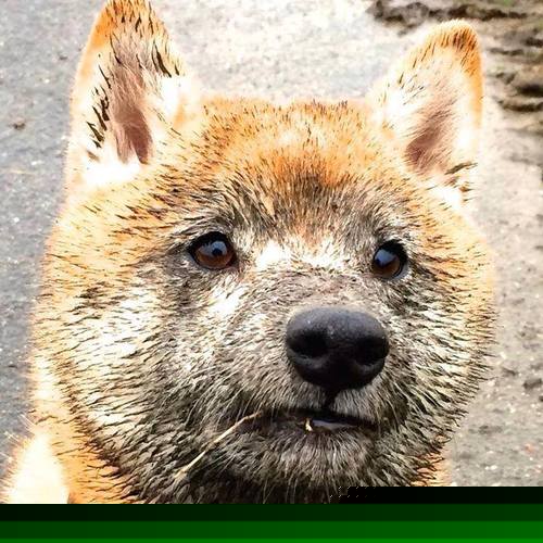 字母哥独掌比赛乾坤，快船跨联赛掀翻辽宁队