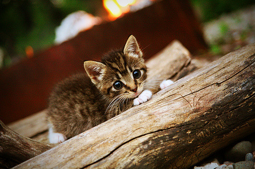 金年会下载-宿敌的对决，国王正面击溃勇士，浓眉成为关键先生