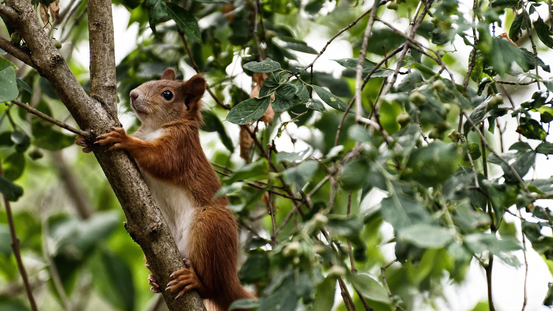 金年会集团-逆袭之舞，当尼日利亚的铁蹄踏过阿尔卑斯，F1赛道上阿克点燃争冠狂飙