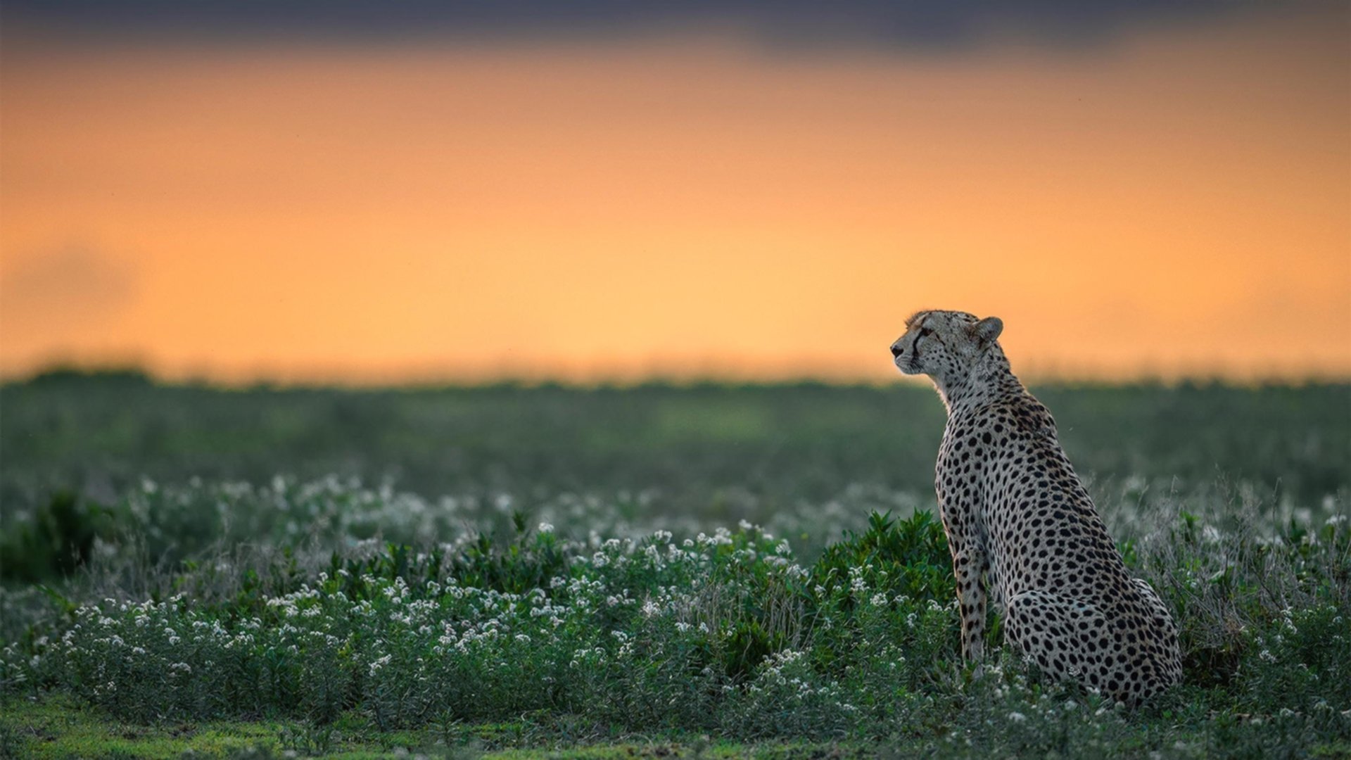 从永恒之城到世界之巅，德里赫特如何用罗马的血性铸就2026传奇