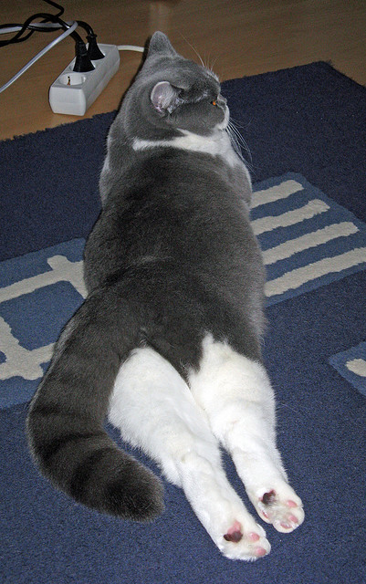 铁血军团碾压紫百合，贝林厄姆独舞定江山