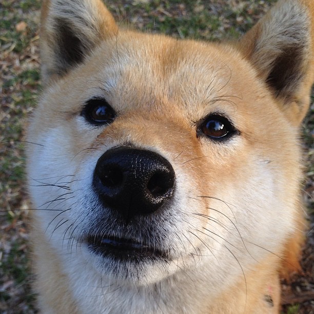 jinnianhui-若日尼奥关键一击定乾坤，墨西哥队末节逆转莱比锡红牛