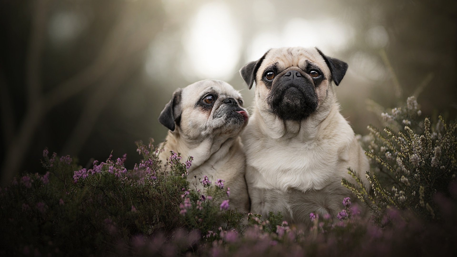 金年会娱乐-强压之下的终局,步行者抢七窒息防守击溃北京队