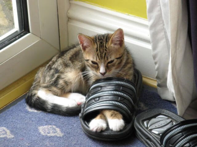 金年会集团-德甲争冠战之夜,布鲁诺一锤定音,主宰比赛走向