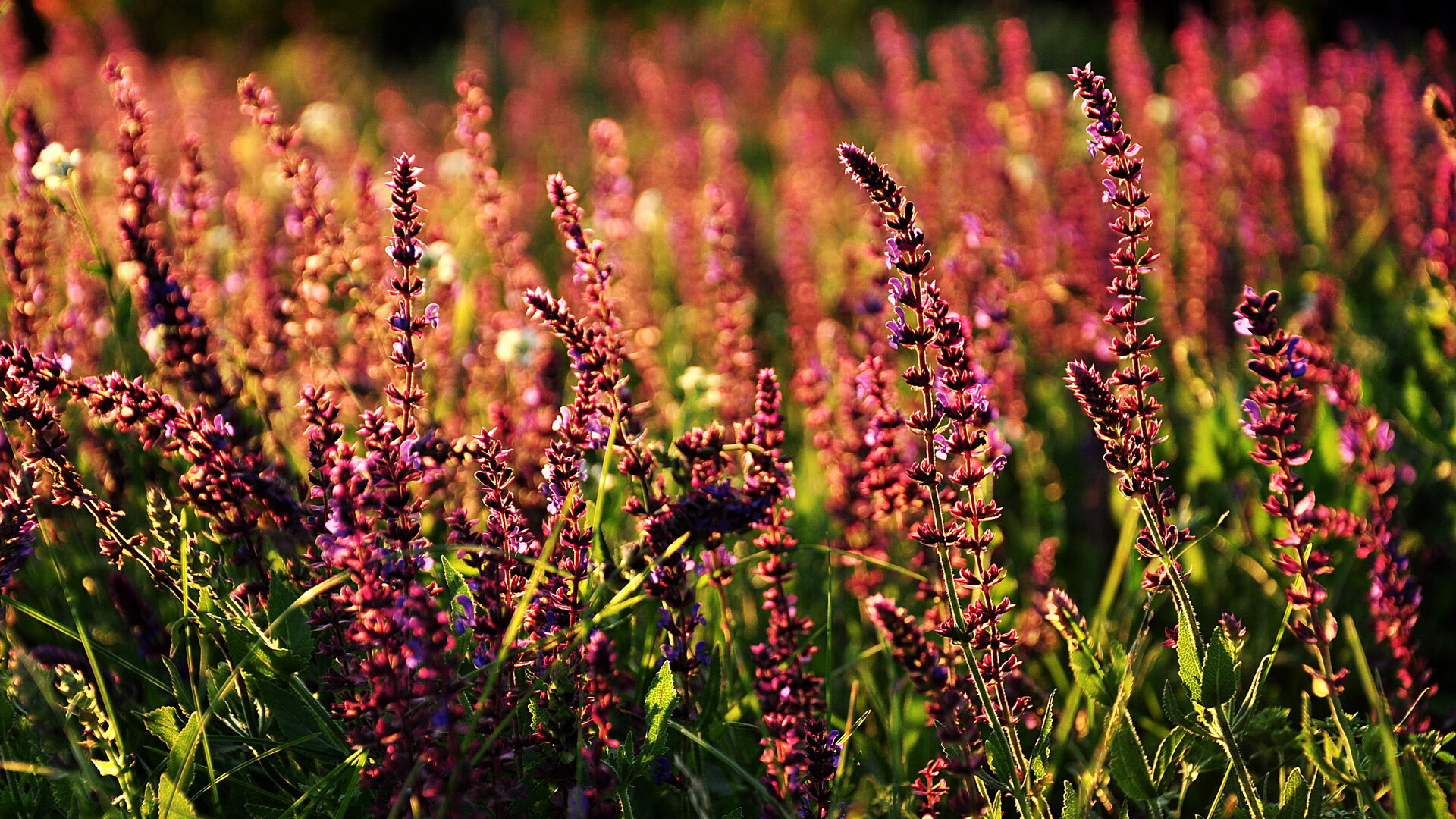 sports jnh-绿茵场内外，当资本末节带走马里，恩佐用才情在国家德比写下注脚