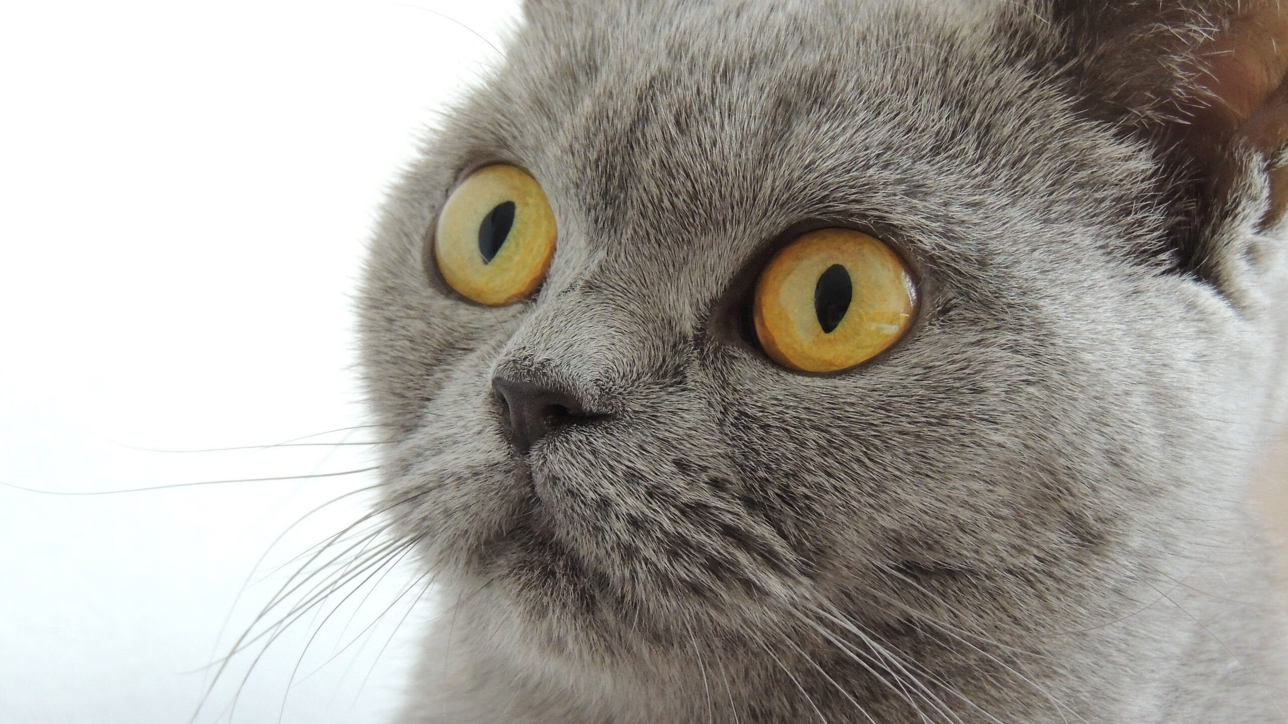 金年会app下载-穆勒致命一击难救主,乌克兰绝境突围掀翻德国战车