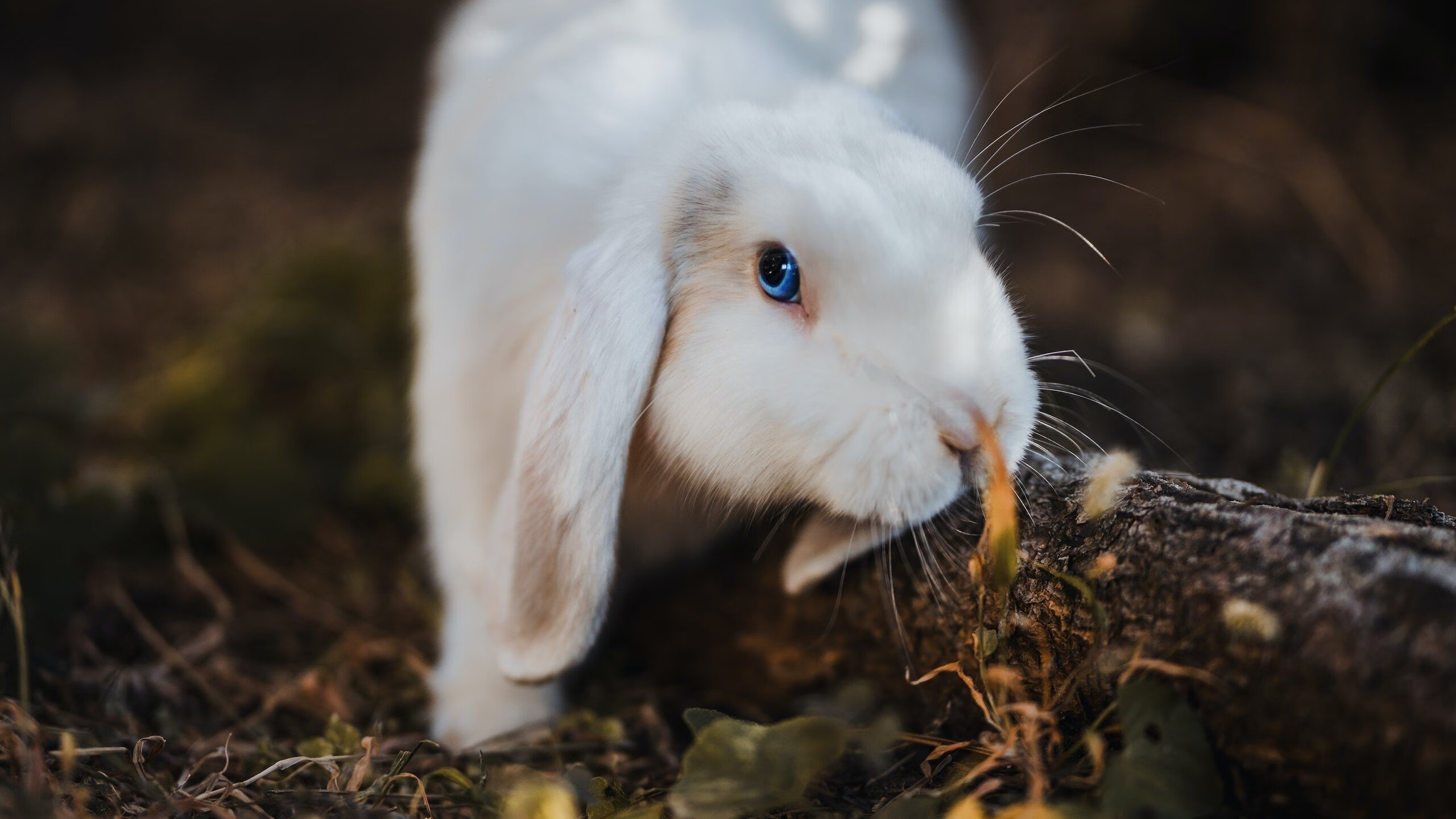 掘金险胜新疆队,锡安2026世界杯接管比赛,体育跨界传奇的崛起