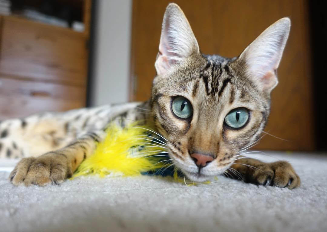 篮球世界里的悬念终结,广厦队碾压尼克斯,恩比德上演欧冠级接管