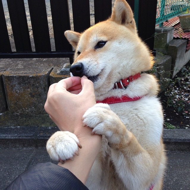 世界排名争夺战之夜,若日尼奥以节奏大师之姿带动全队