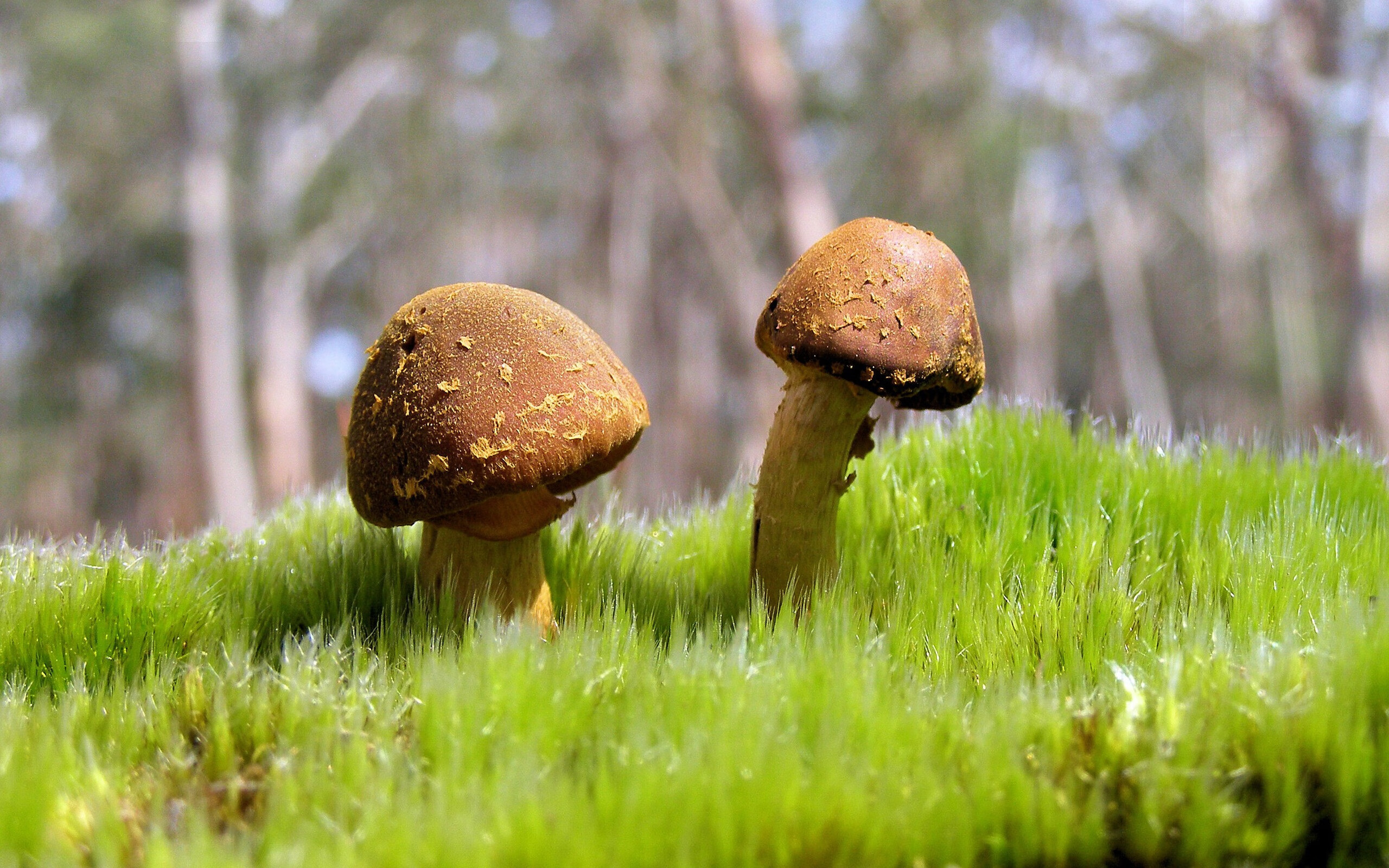 jinnianhui-硬骨与烈火，马克西的狂飙与辽宁队的磨刀石