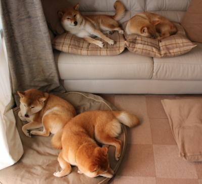 字母哥统治攻防两端，掘金险胜广厦展冠军底蕴