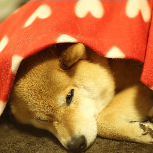 字母哥统治攻防两端，掘金险胜广厦展冠军底蕴